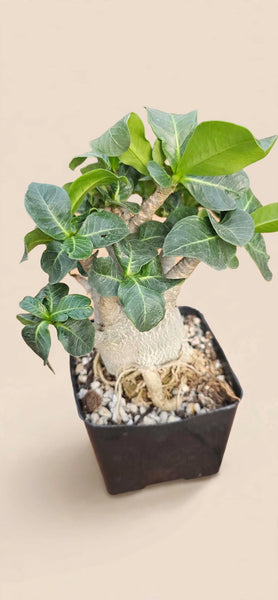 Adenium Godzilla obesum