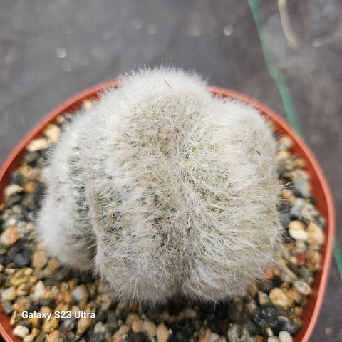 Crested Mammillaria Baumii