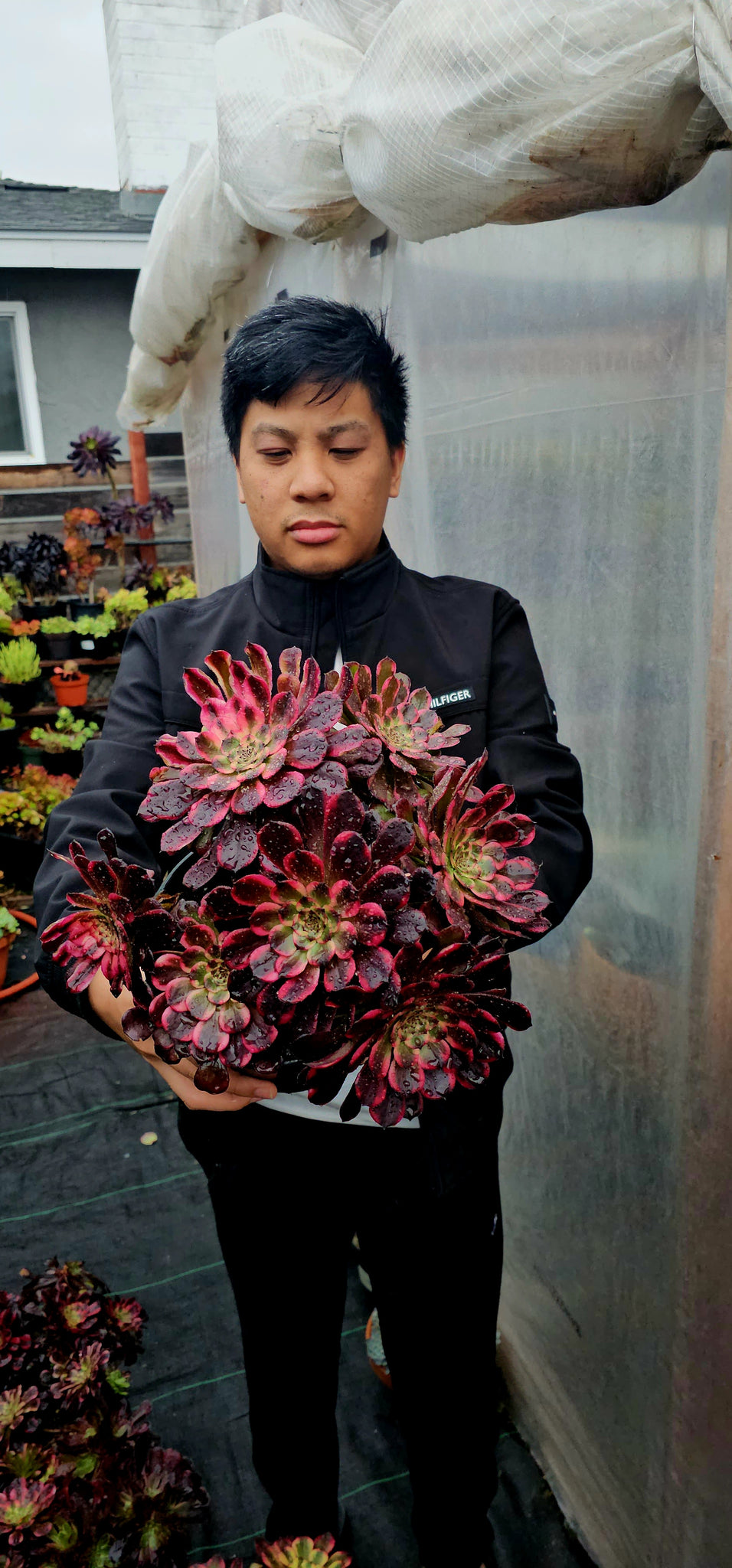black king succulent Aeonium Black Kingkong – AceMegaSucculents