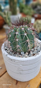 Melocactus Warasii