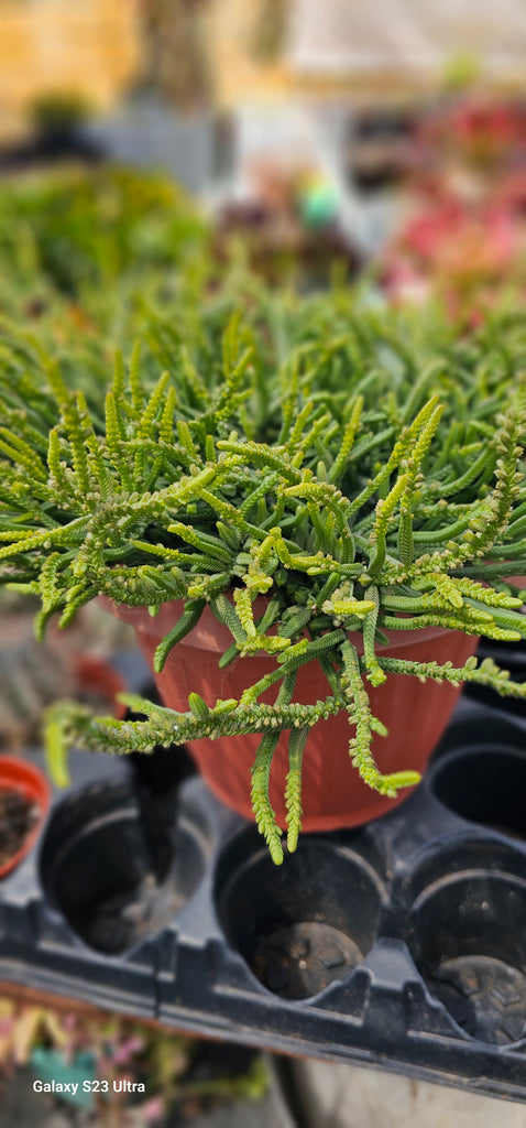 watch chain plant hanging Watch chain – AceMegaSucculents
