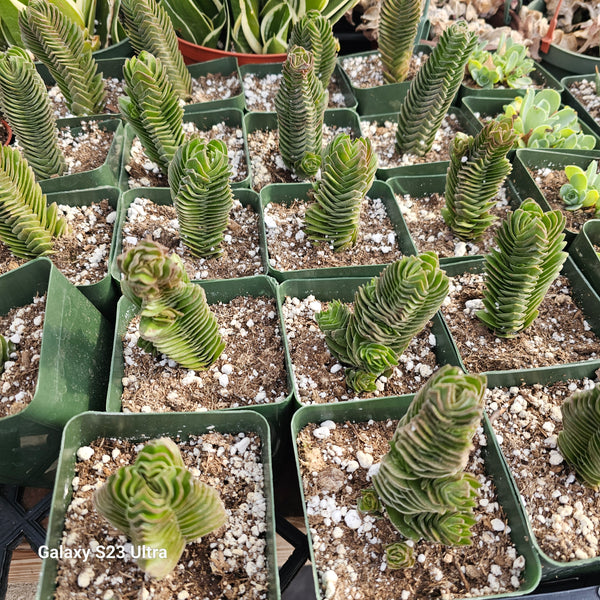 Crassula buddha's temple