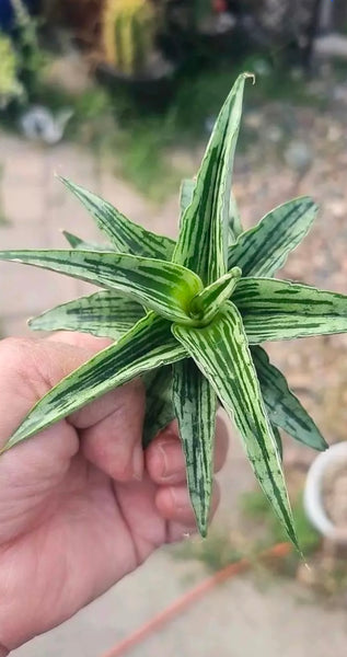 Sanseveria Bianca