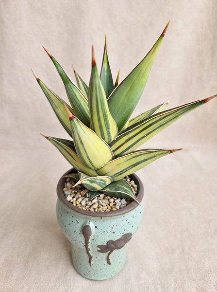 Sansevieria Penguin