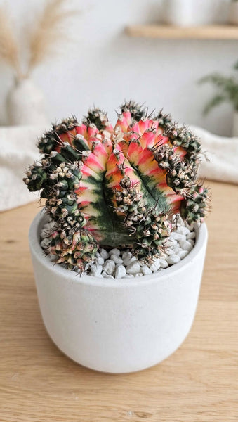 Gymnocalycium mihanovichii 'Variegata