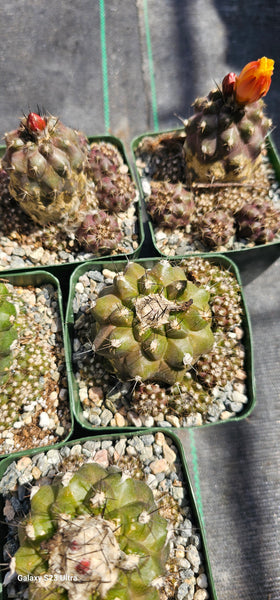 Copiapoa leonensis