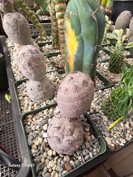 Teprocactus black spine