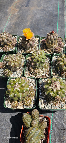 Copiapoa leonensis