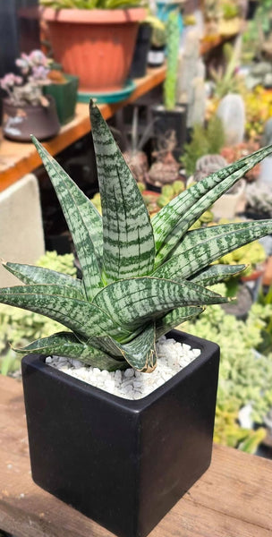 Sanseveria Ghania