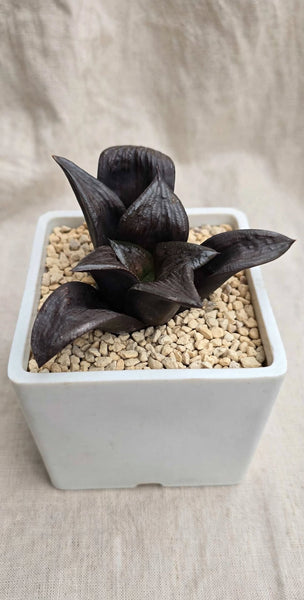 Rare Black haworthia