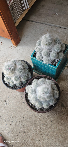 Mammillaria Hahniana Old Lady Cactus