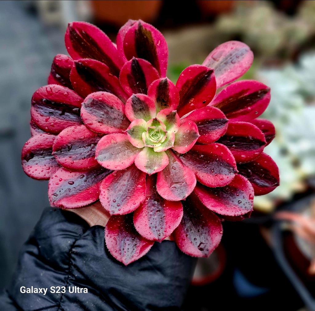 aeonium medusa succulent Aeonium Medusa – AceMegaSucculents