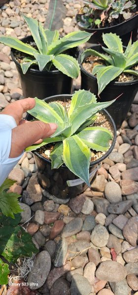 agave ovatifolia whale's tongue