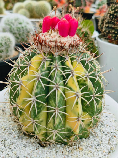 Melocactus Curvispinus Subsp.Caesius 'Variegata'