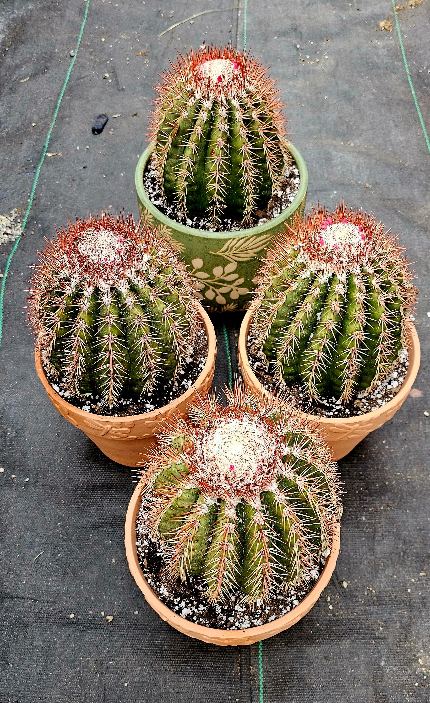 Rare Melocactus Broadwayi – AceMegaSucculents