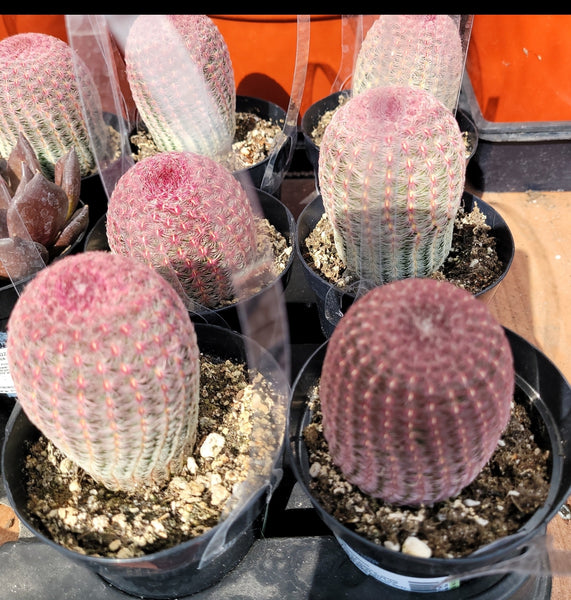 Rainbow hedge cactus 4"