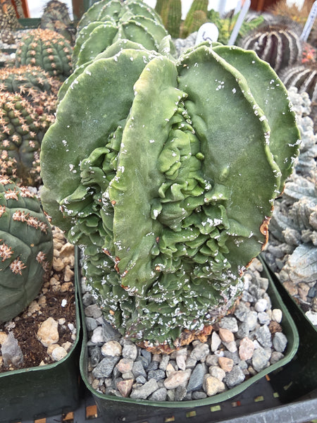 Astrophytum fukuru