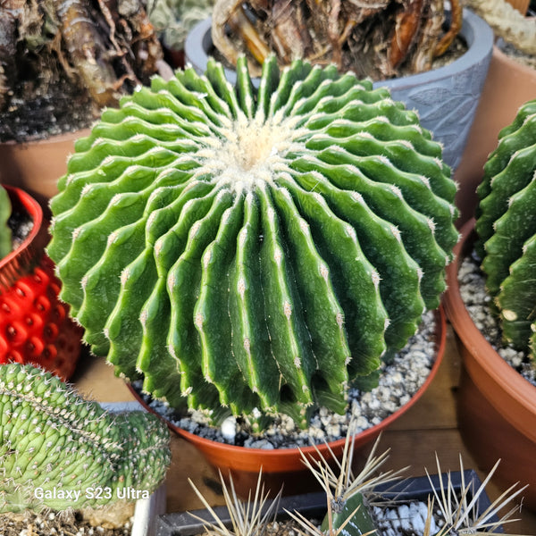 Ferocactus glaucescens cv. Inermis