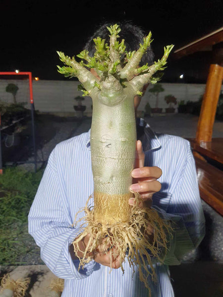 Adenium arabicum