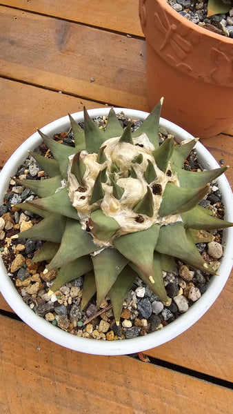Ariocarpus trigonus 7"
