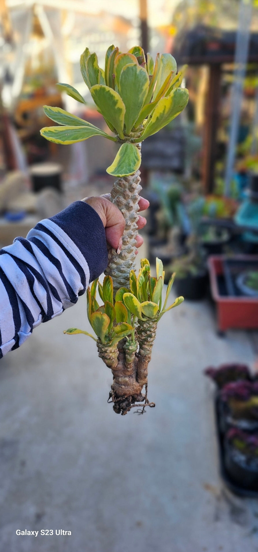 euphorbia poissonii variegata Euphorbia Poissonii Variegated Rare Import – AceMegaSucculents