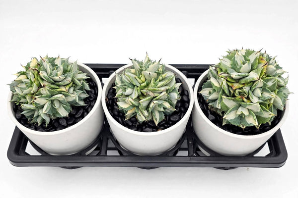 Agave isthmensis Ohi Raijin Shiro Nakafu