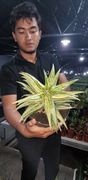 Rare Aloe Jacunda