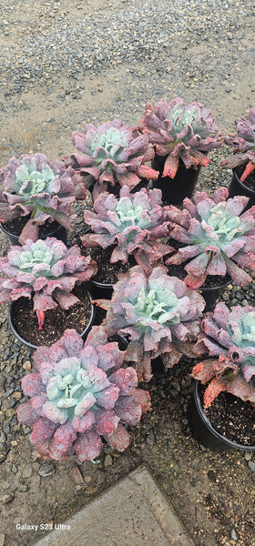 Echeveria Nichols