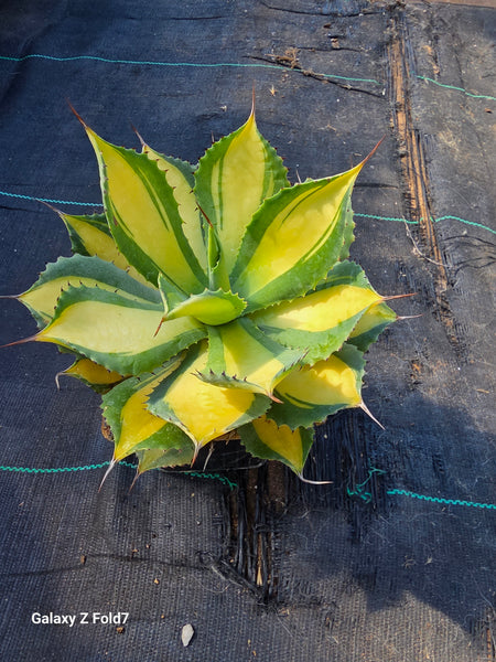 Agave "Rum Runner"