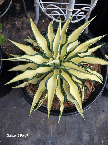 Agave yellow Star 5gal.