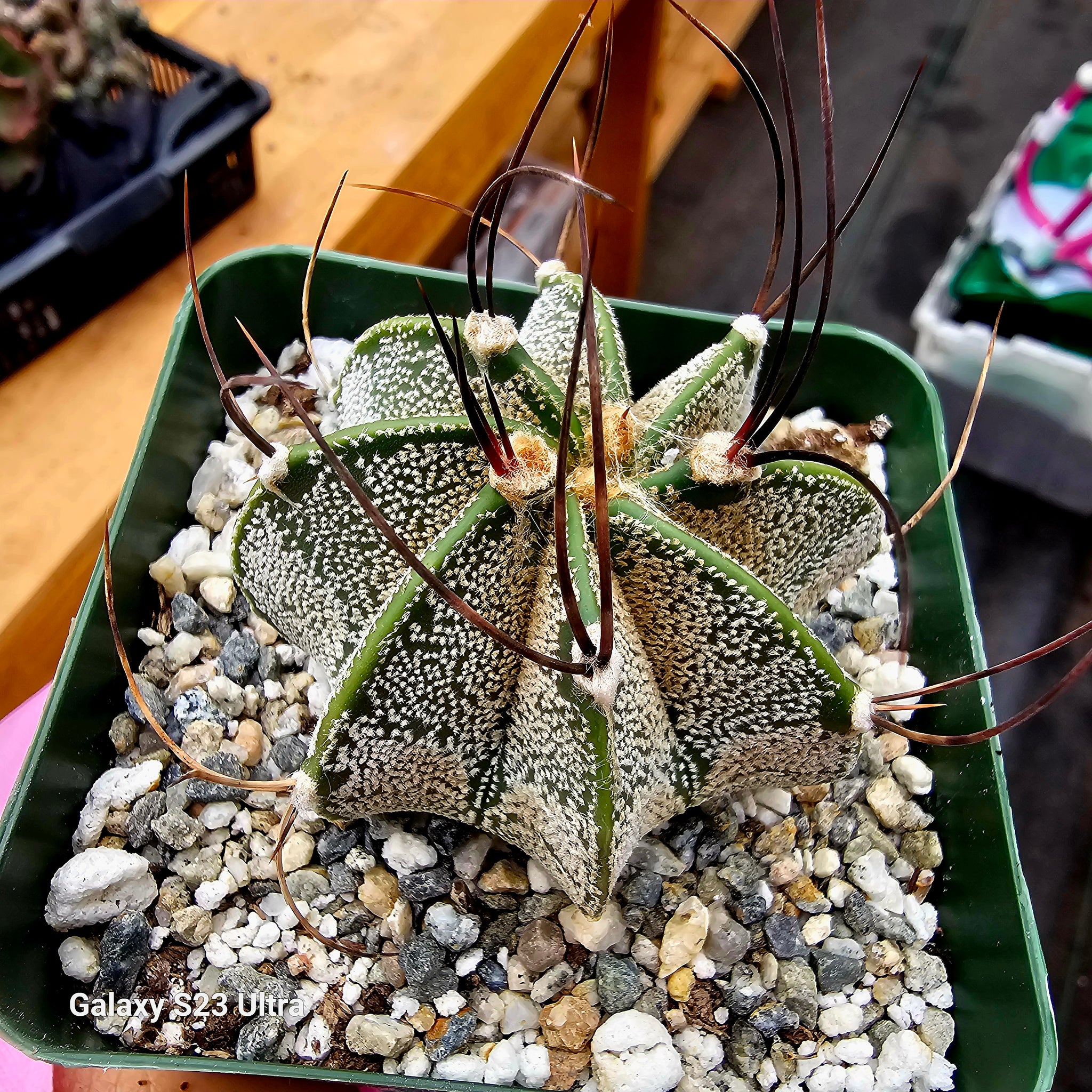 Astrophytum capricorne senile – AceMegaSucculents