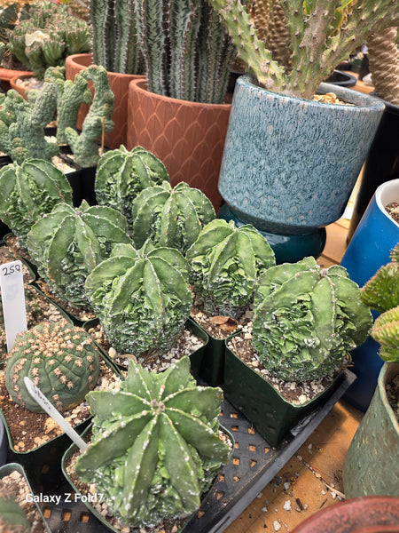 Astrophytum fukuru