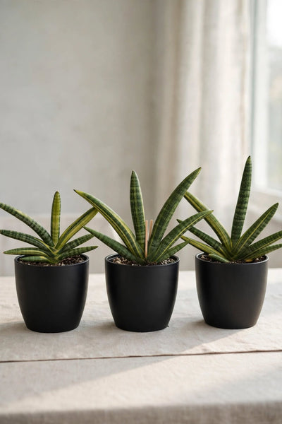 Sanseveria Boncel 1 gal