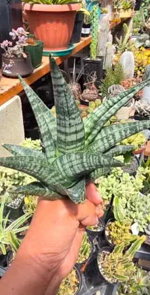 Sanseveria Ghania