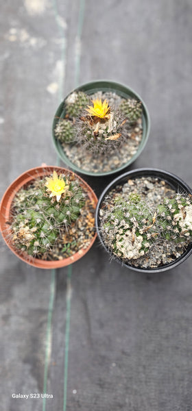 Copiapoa paposoensis