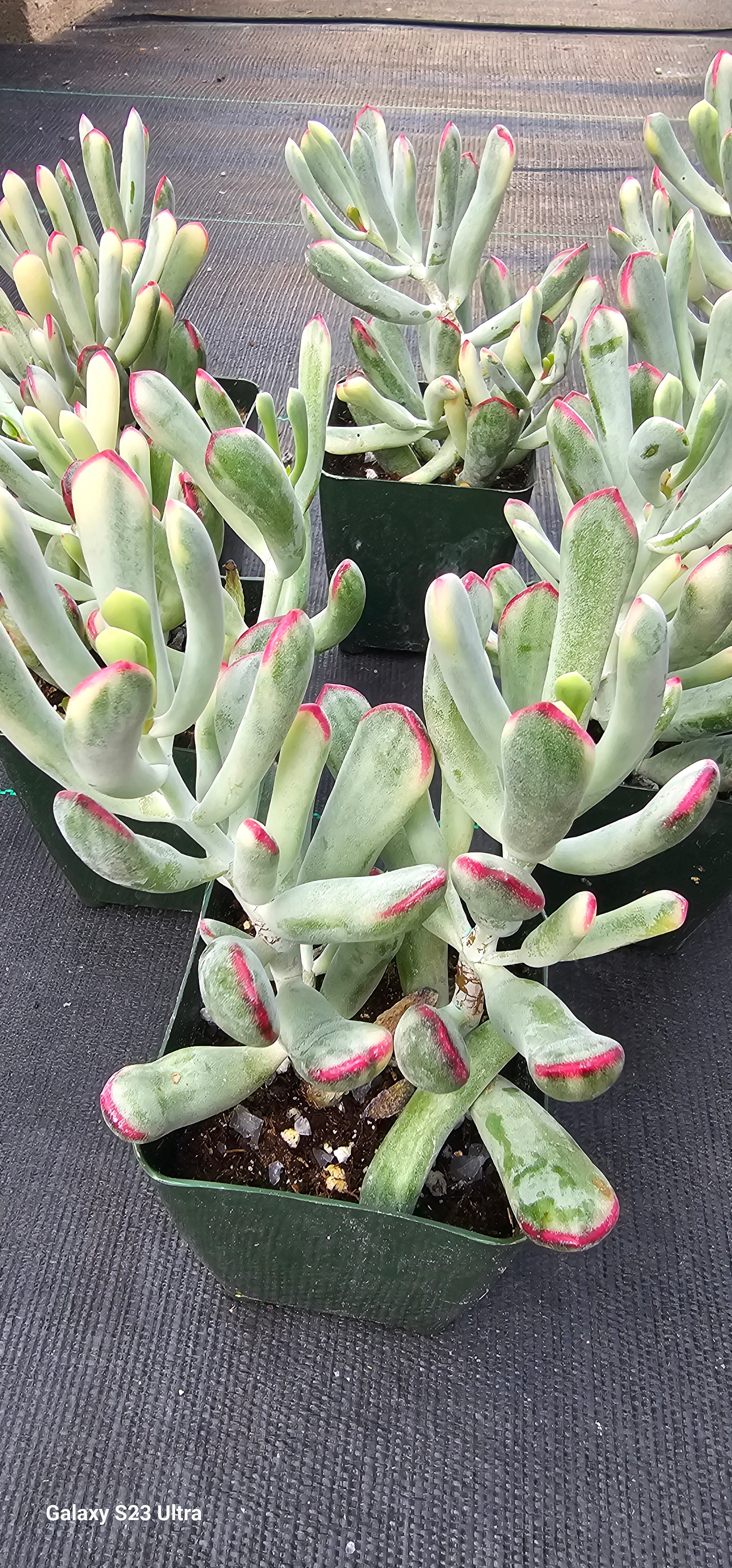 Cotyledon orbiculata cv. Long Leaf Variegated – AceMegaSucculents