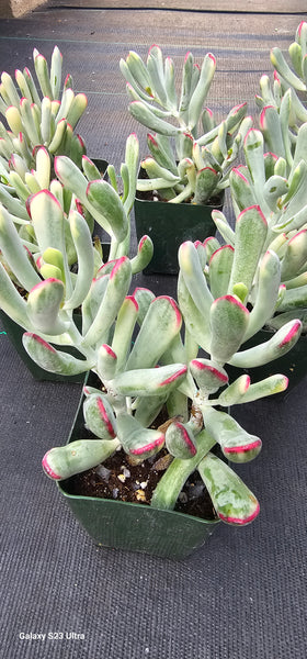 Cotyledon orbiculata cv. Long Leaf Variegated