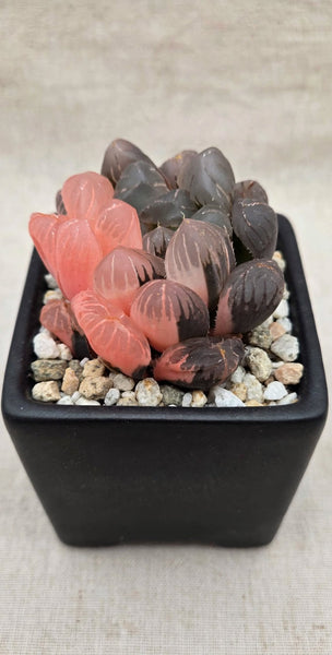 Rare Haworthia