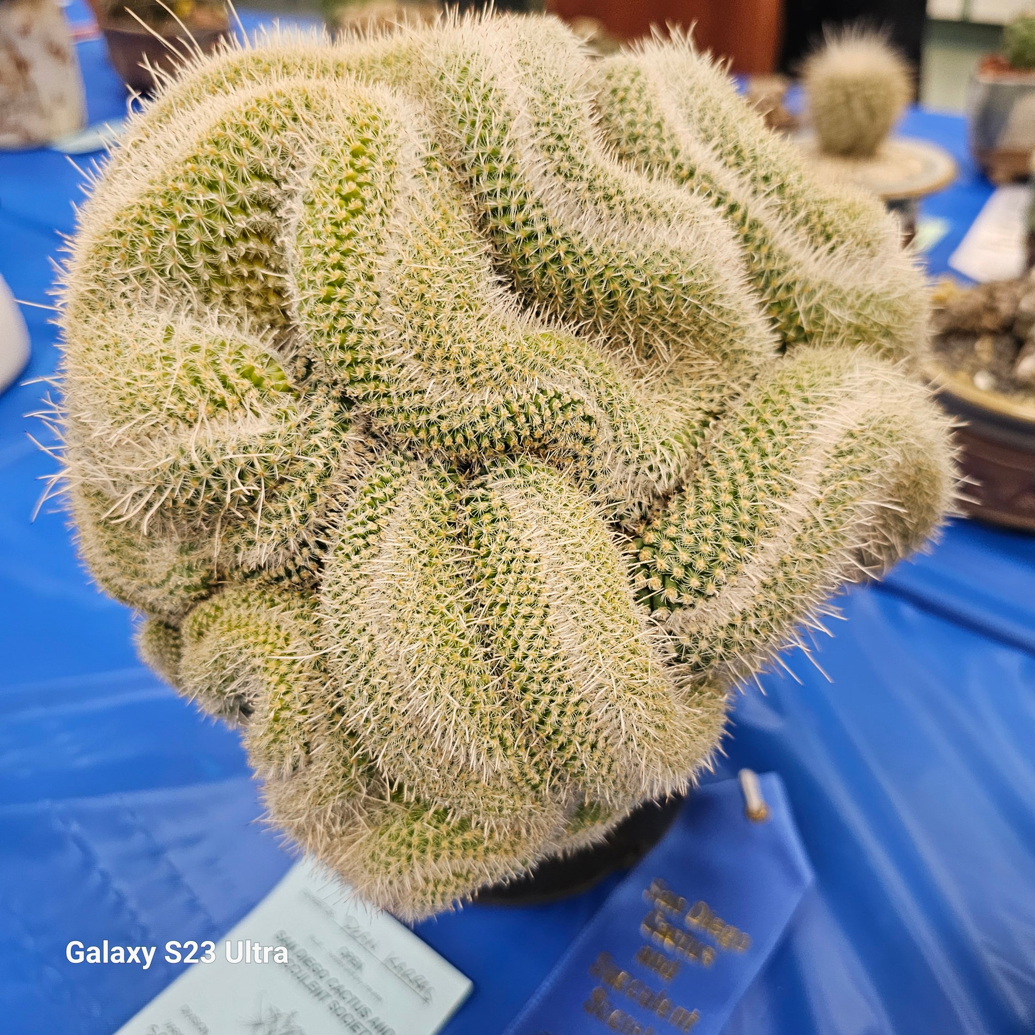 Crested Mammillaria Baumii