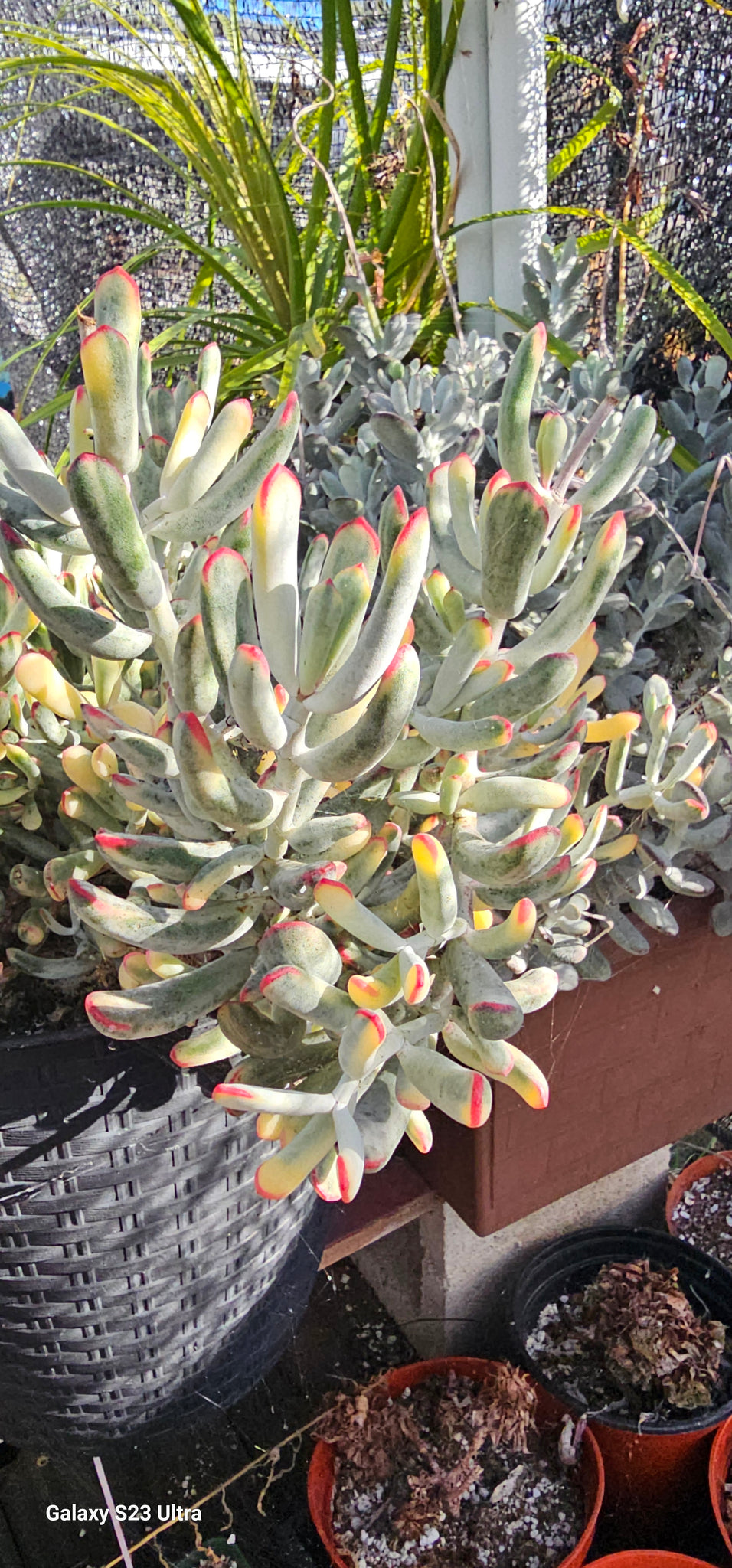 cotyledon orbiculata variegated succulent Cotyledon orbiculata cv. Long Leaf Variegated – AceMegaSucculents