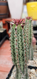 Rare Euphorbia confinalis ssp. Rhodesia variegata 'Zebra'