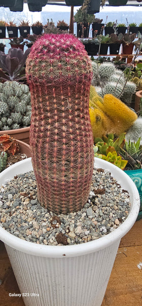 Rainbow hedge cactus 4"