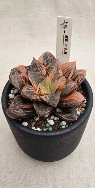 Hybrid Haworthia