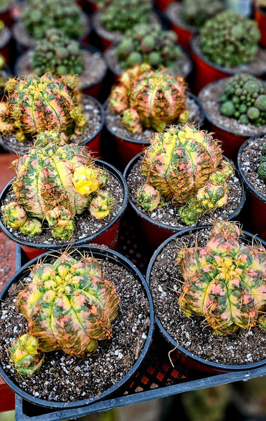 Gymnocalycium horstii variegated