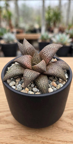 Rare Hybrid Haworthia