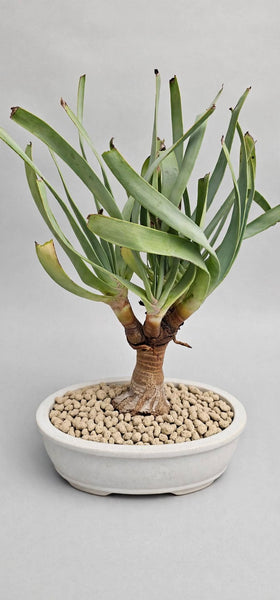 Fan-aloe (Kumara plicatilis Bonsai