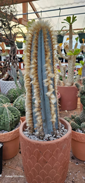 Blue Torch Cactus