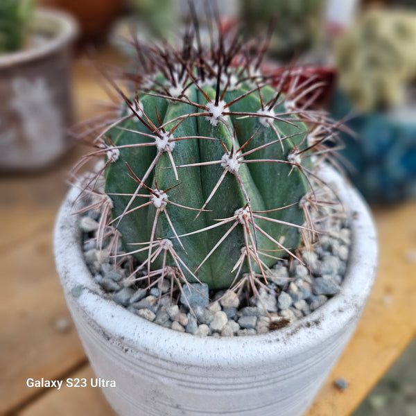 Melocactus Warasii