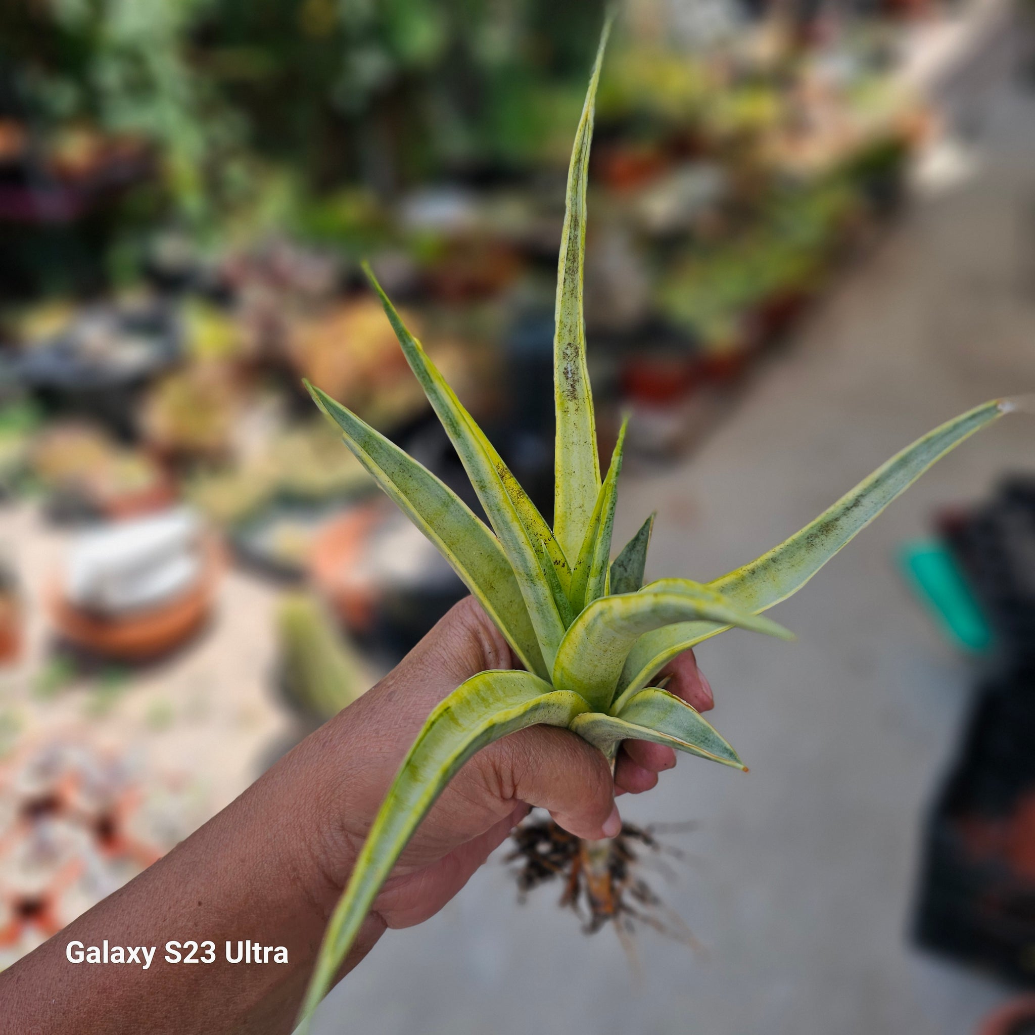 sansevieria galaxy Sansevieria Gracillima – AceMegaSucculents
