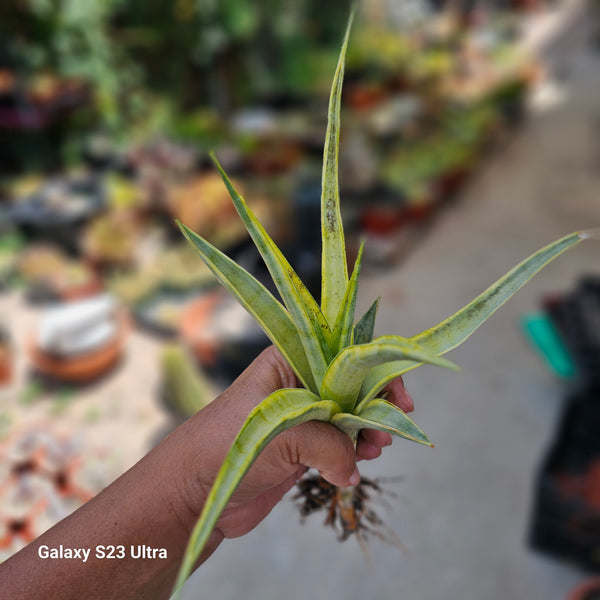 Sansevieria Gracillima